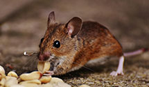24 Hour & Emergency Exterminators in La Belle, MO